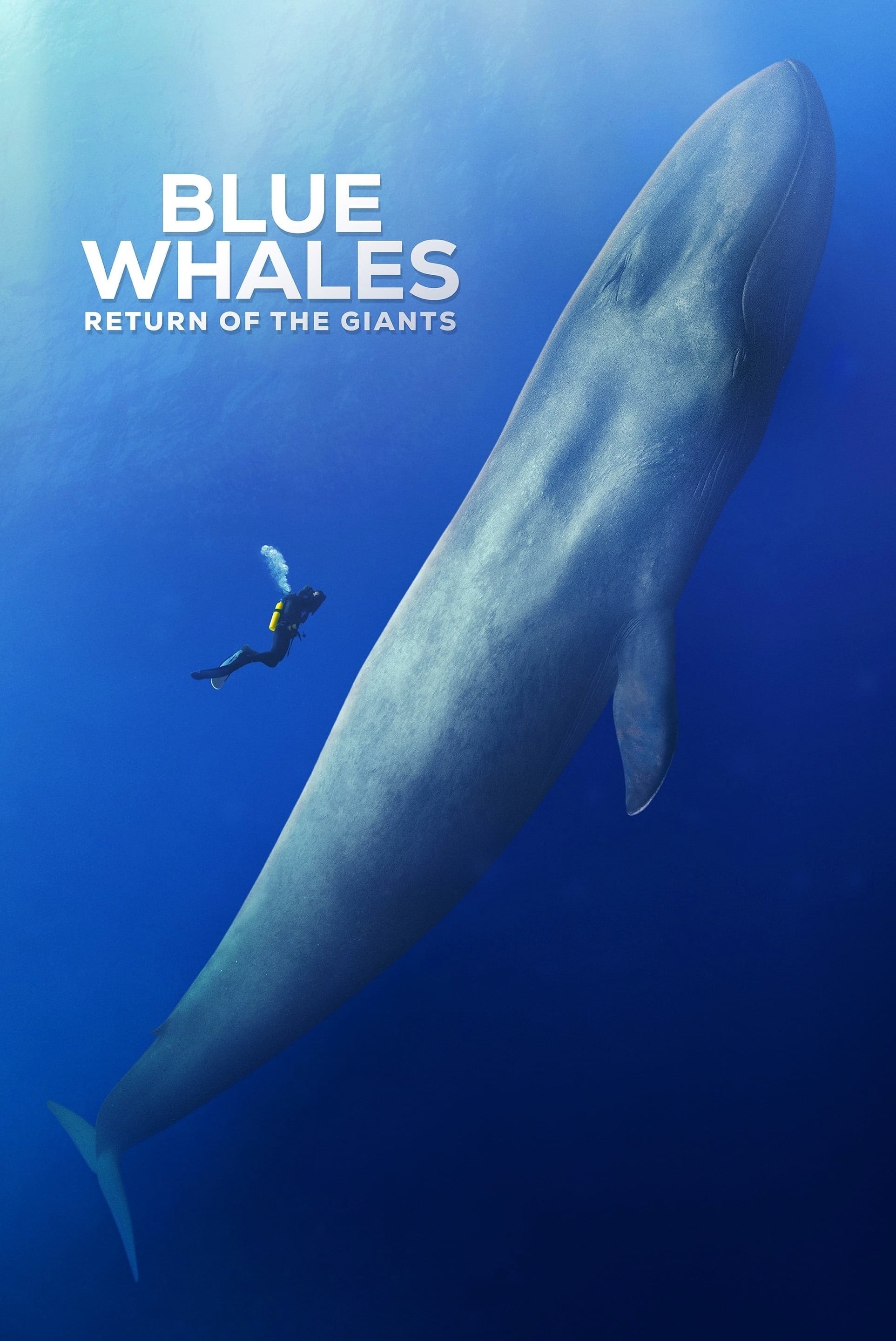 Poster de BLUE WHALES: RETURN OF THE GIANTS en inglés