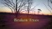 Broken Trees Documentary