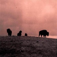 Buffalo Dreams