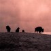 Buffalo Dreams