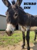 Burro Inn