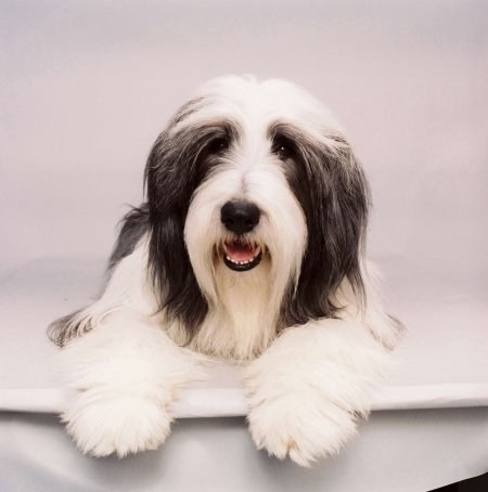 Poster de CARIÑO, ESTOY HECHO UN PERRO