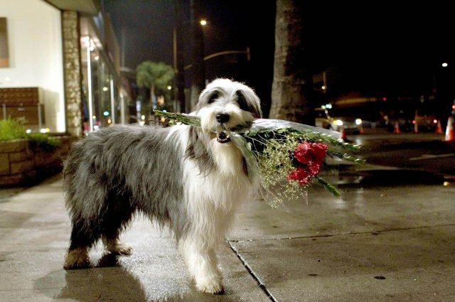 Foto de CARIÑO, ESTOY HECHO UN PERRO