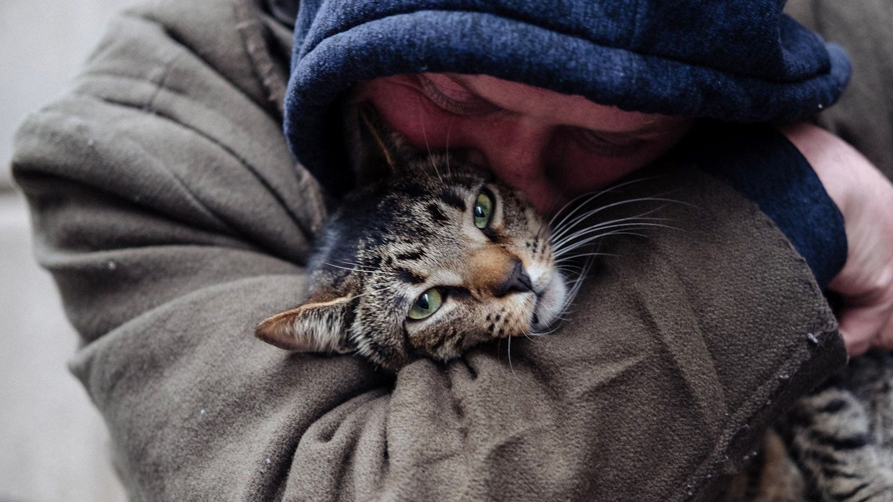 Foto de CAT DADDIES