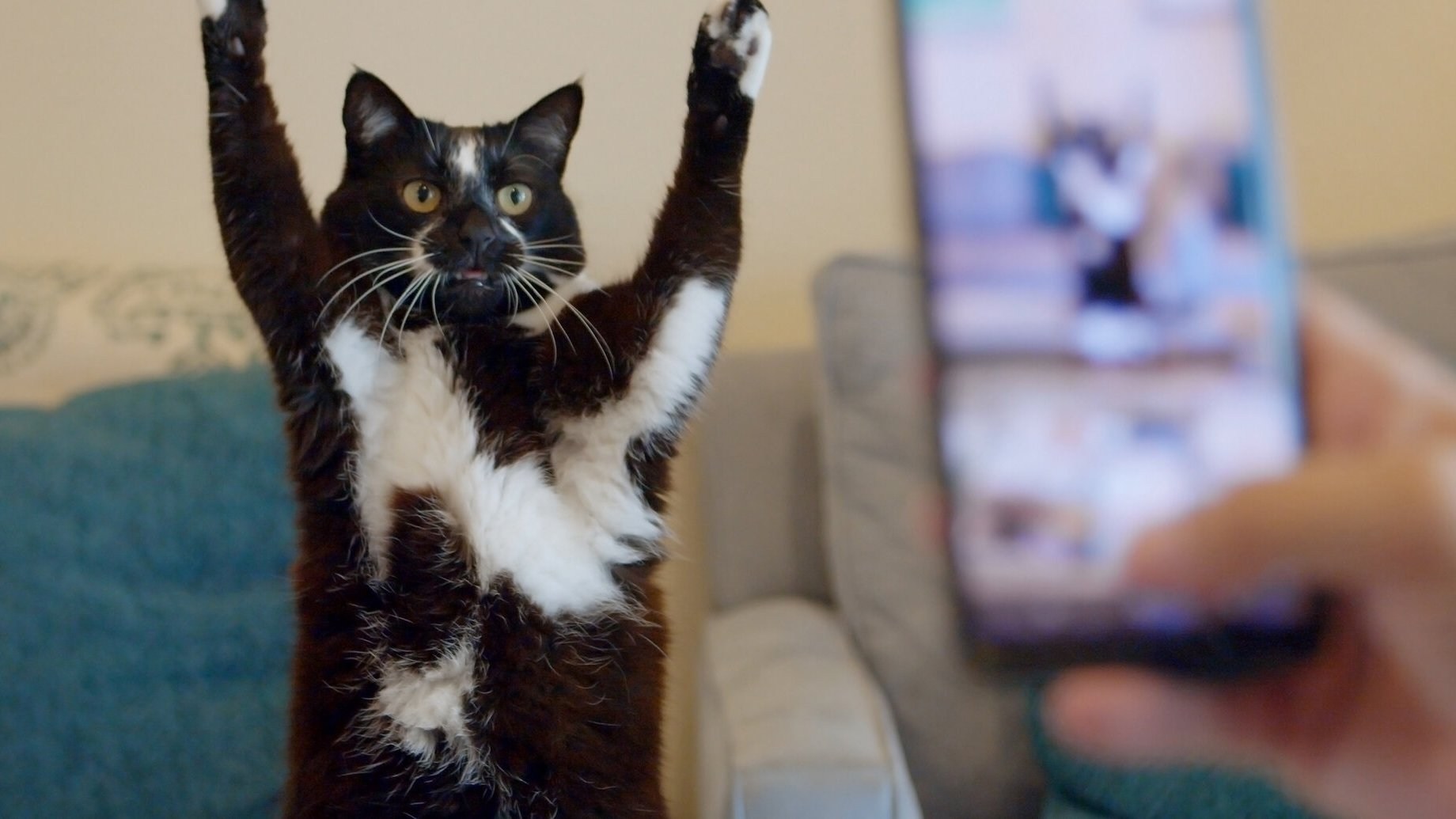 Foto de CAT DADDIES