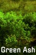 Ceniza verde