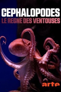 Céphalopodes: le règne des ventouses