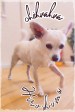 Chihuahua Hiroshima