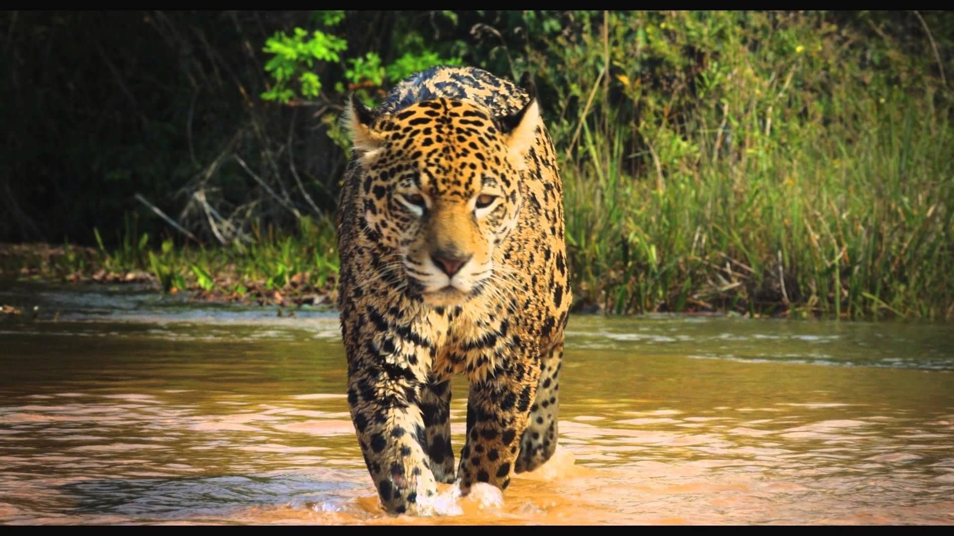 Foto de COLOMBIA MAGIA SALVAJE