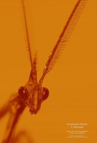 Conehead Mantis in Alentejo