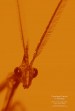 Conehead Mantis in Alentejo