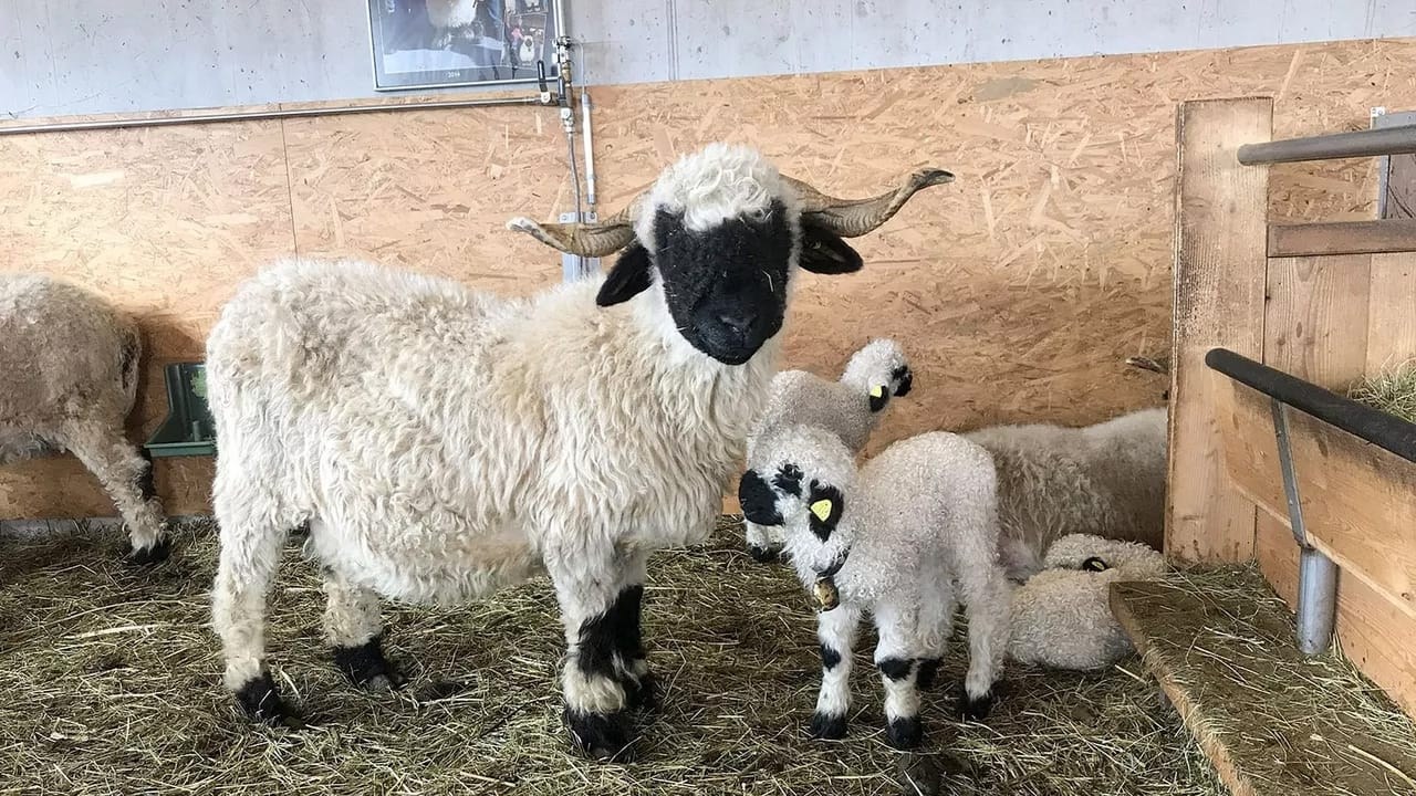Foto de DAS SCHÖNSTE SCHAF IM WALLIS