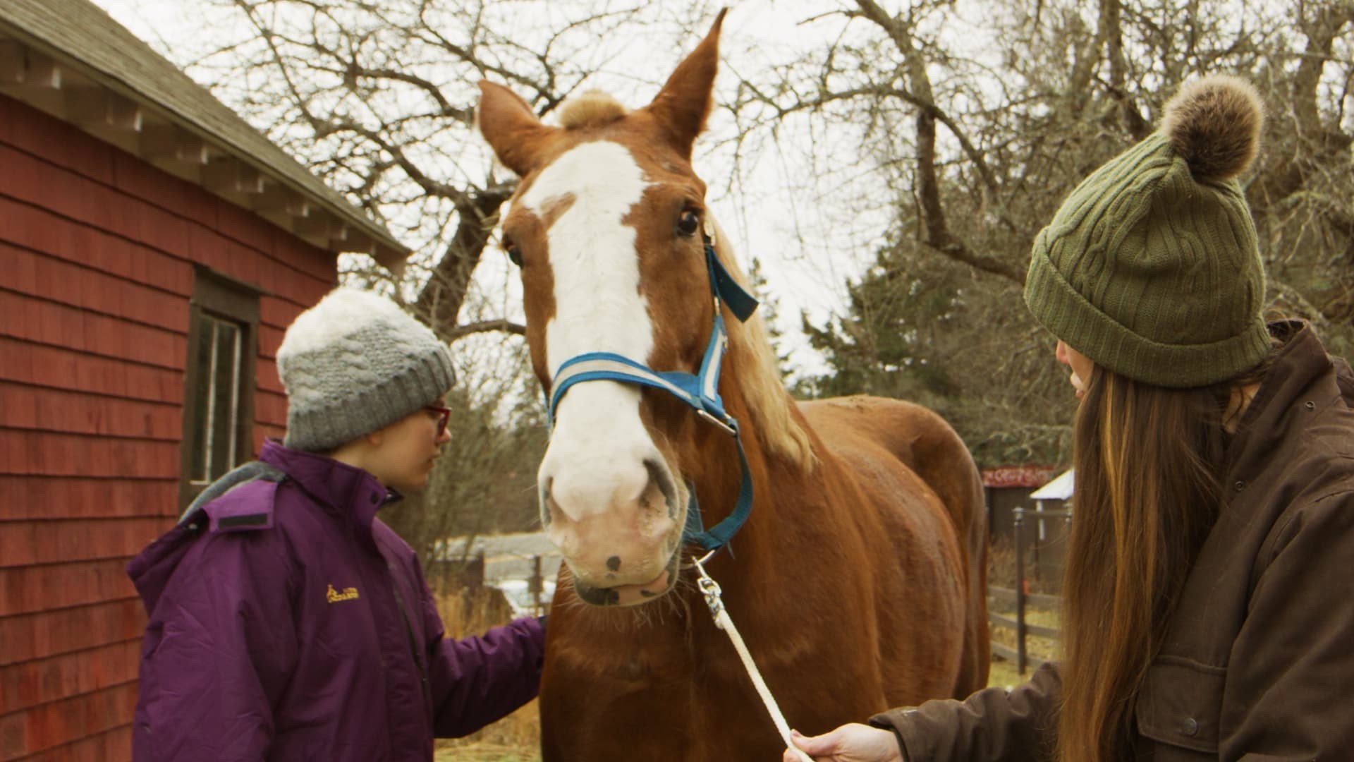 Foto de DECEMBER HORSES