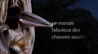 Die fabelhafte Welt der Fledermäuse