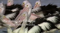 Die Reise der Pelikane: Australiens Outback-Wunder
