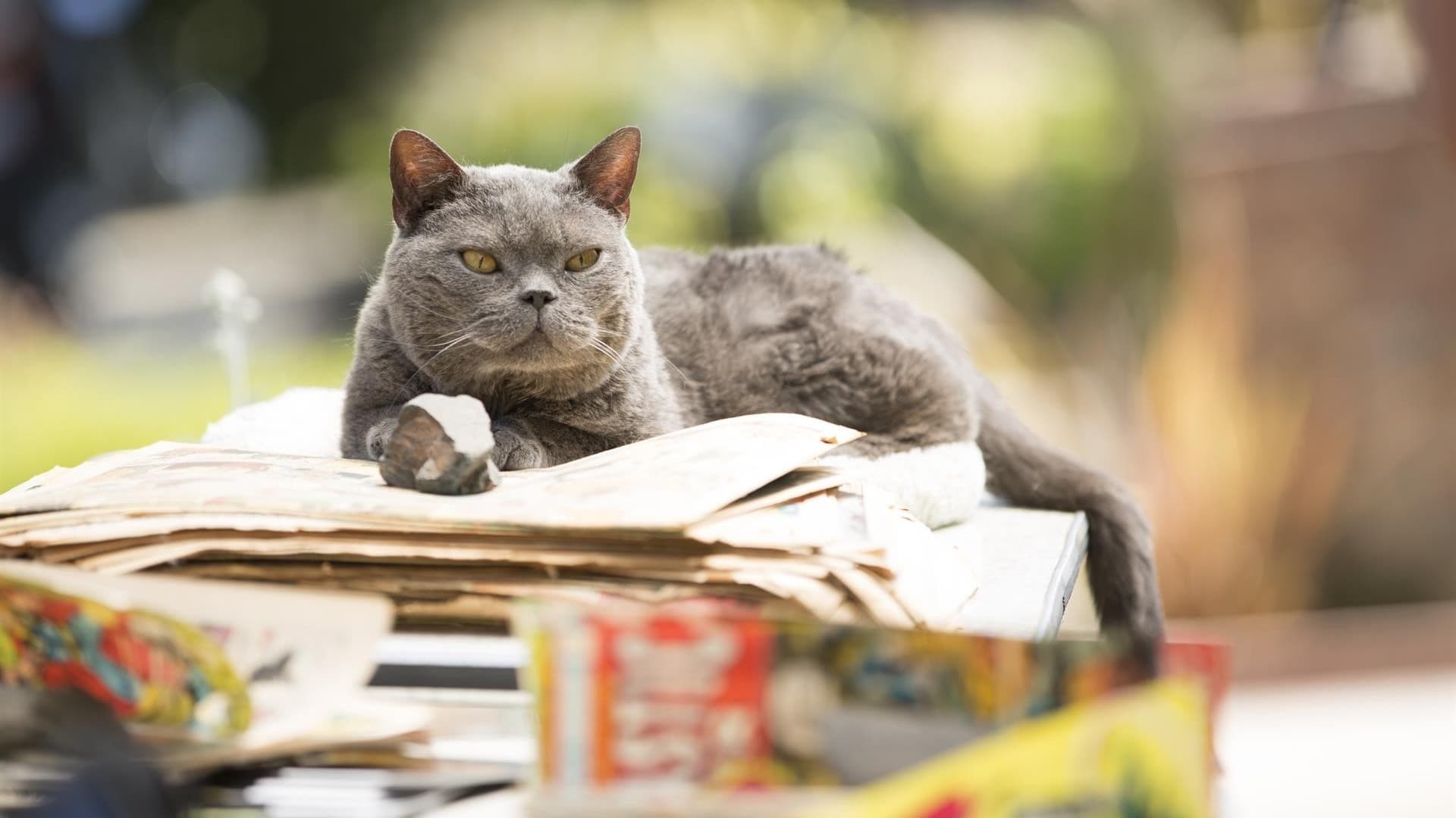 Foto de EL ASESINATO DE UN GATO