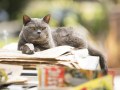 Foto de Murder of a Cat