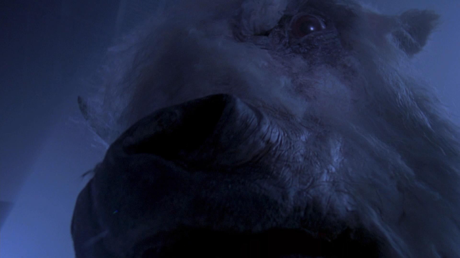 Foto de EL DESAFÍO DEL BÚFALO BLANCO