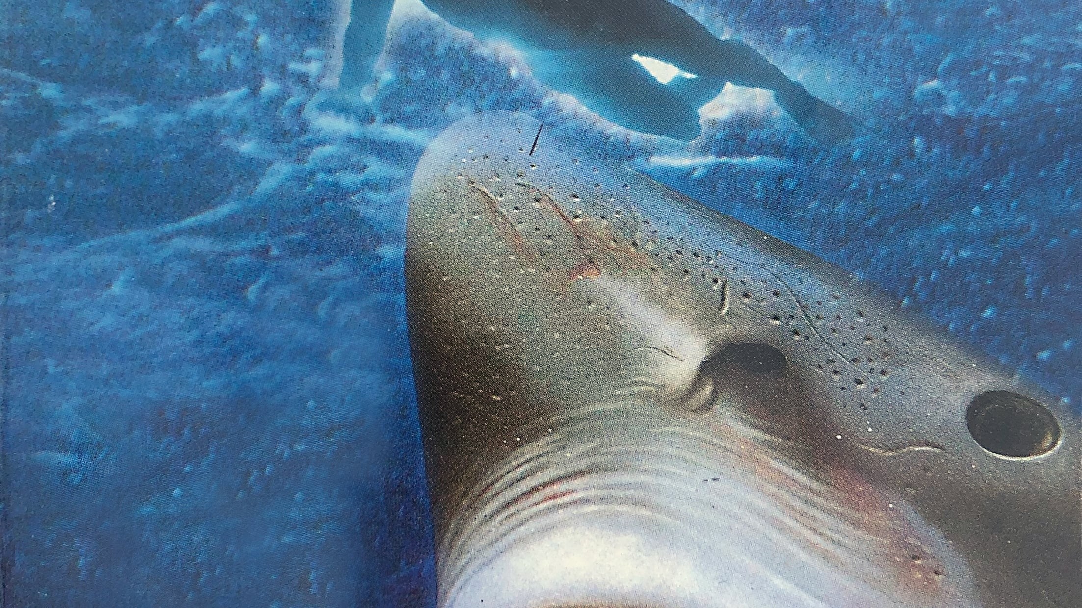 Foto de EL NIÑO Y EL TIBURÓN