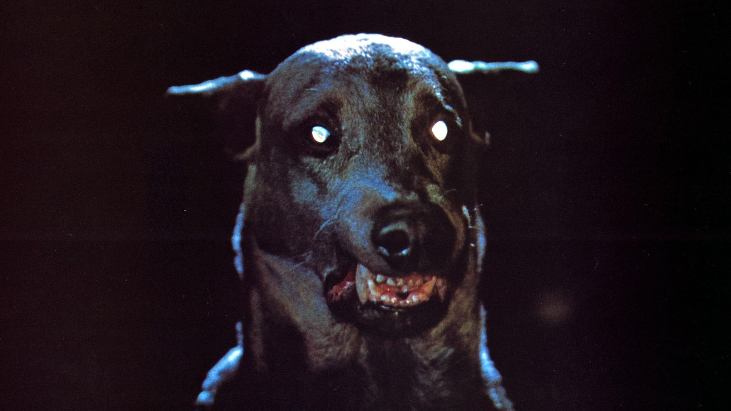 Foto de EL PERRO DE SATÁN (ZOLTAN)