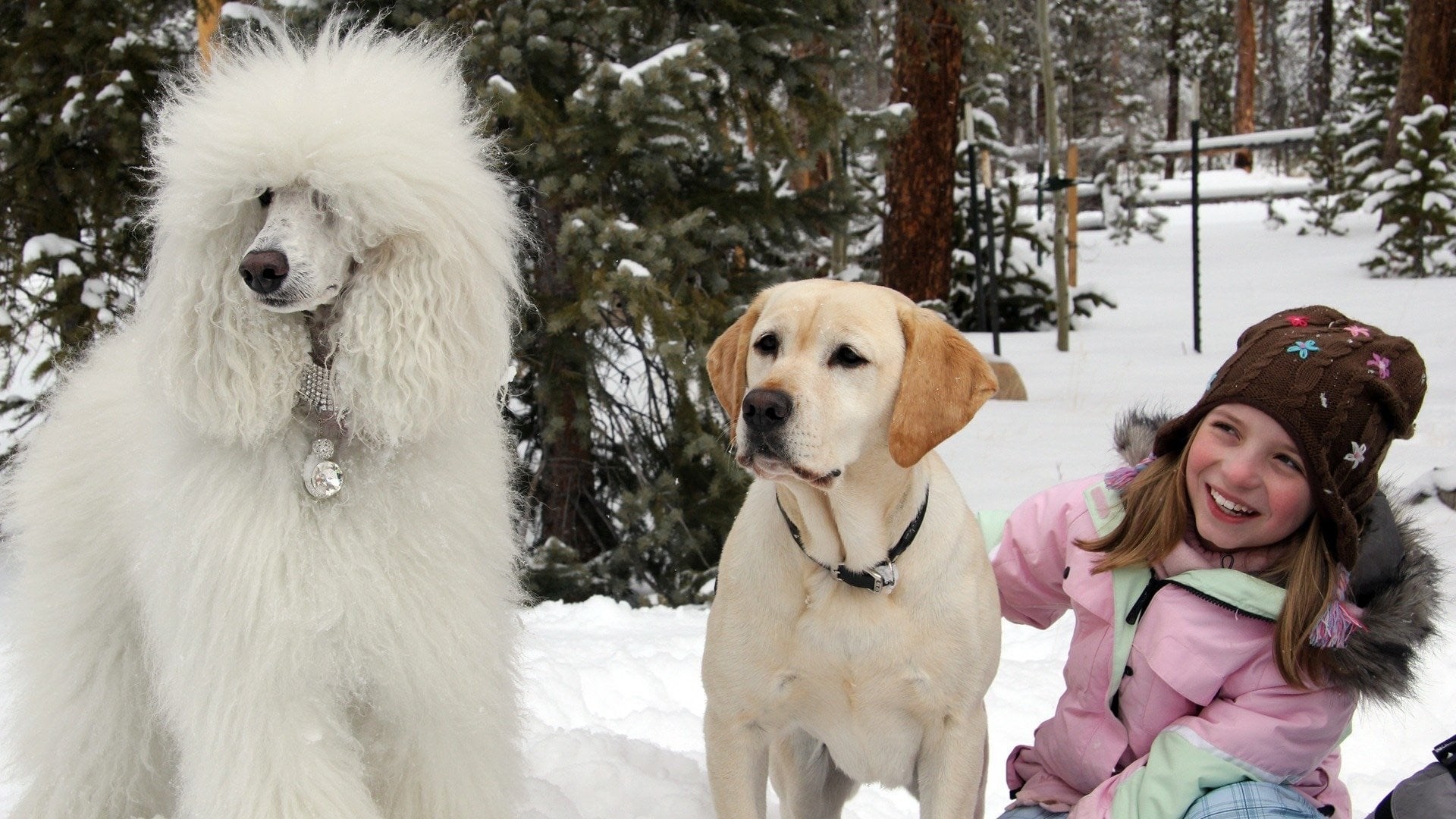 Foto de EL PERRO QUE SALVÓ LA NAVIDAD