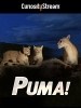 El puma