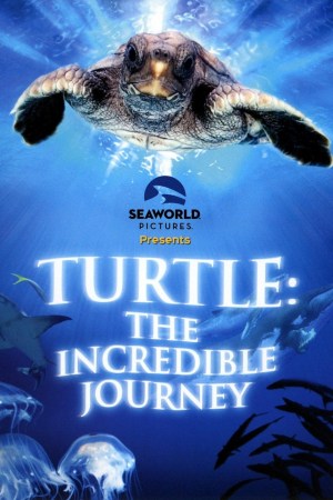El Viaje De La Tortuga
