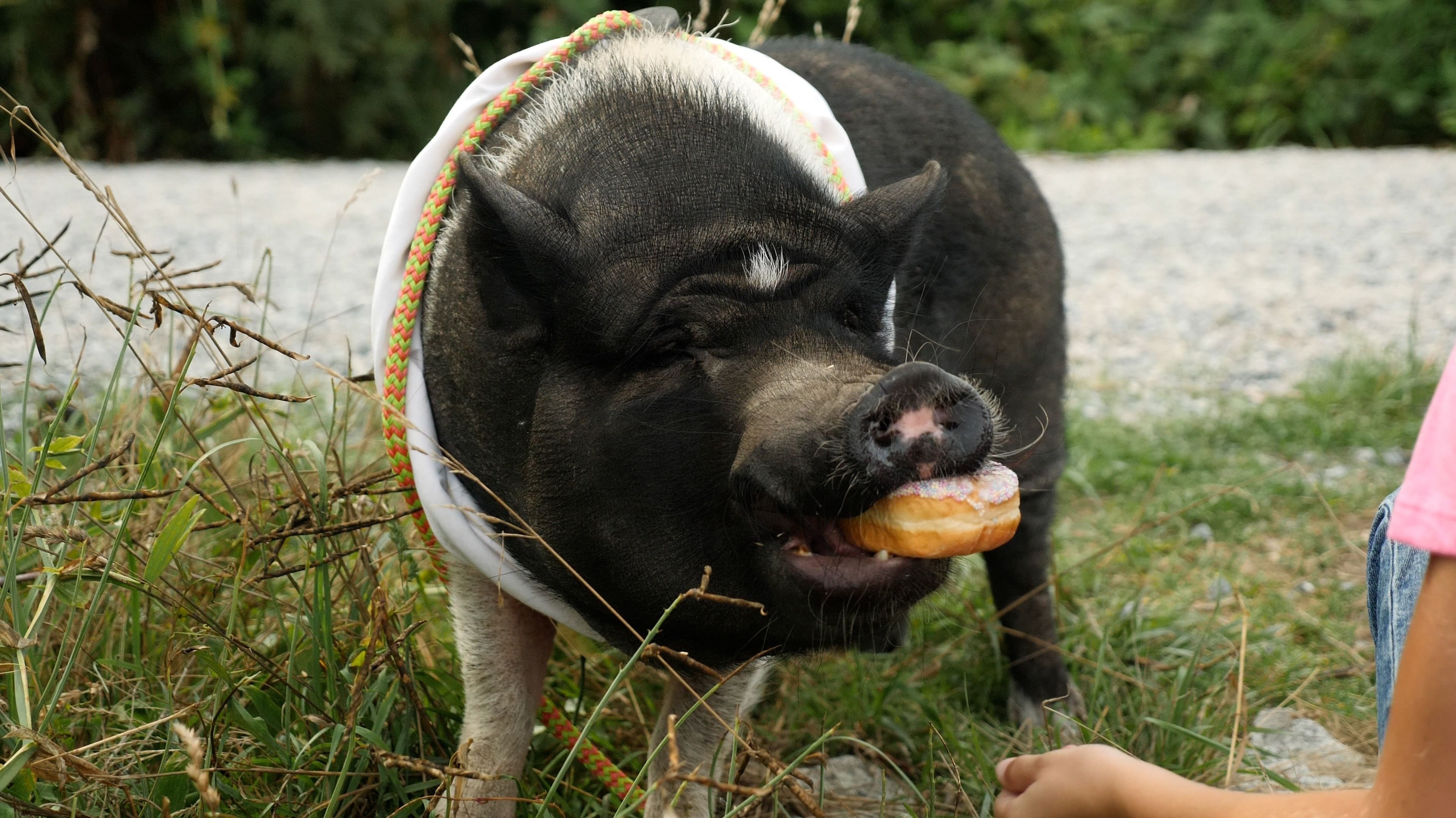 Foto de ELVIS THE PIG