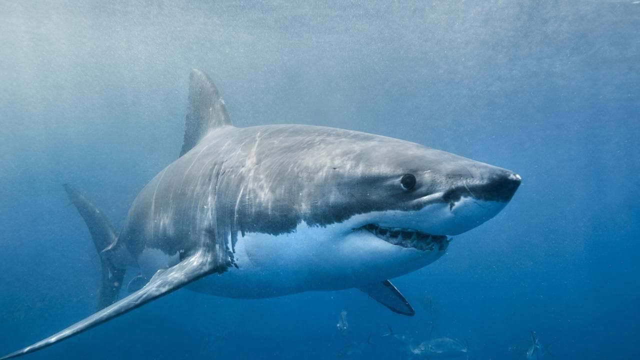 Foto de ENVOY: SHARK CULL
