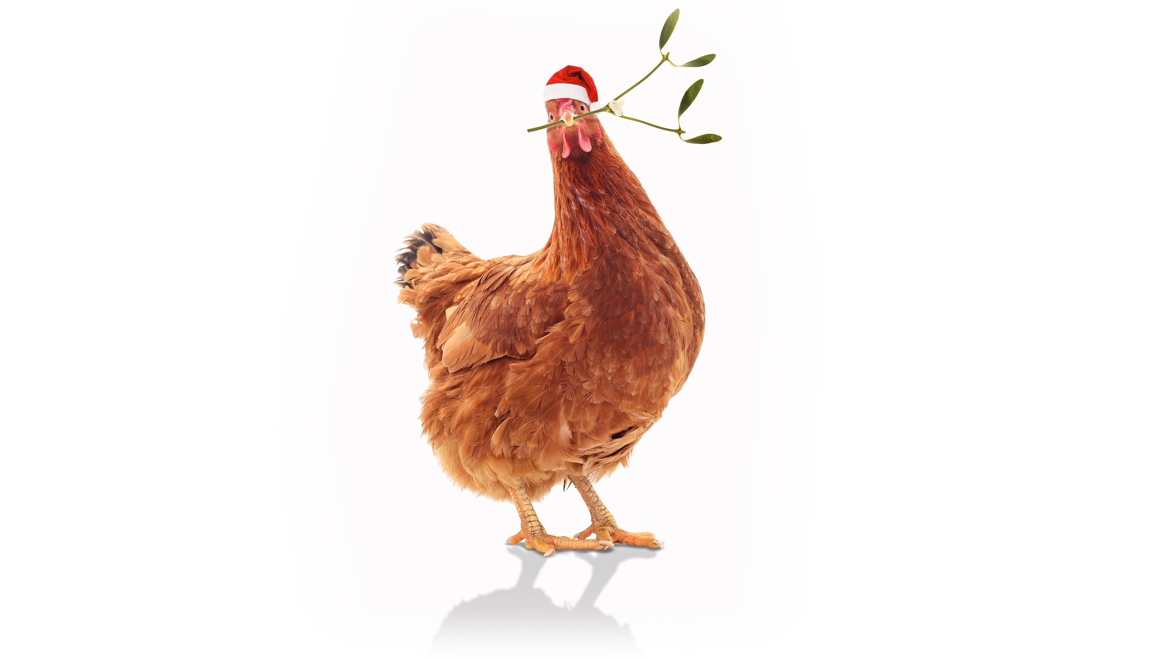 Foto de FEATHER CHRISTMAS