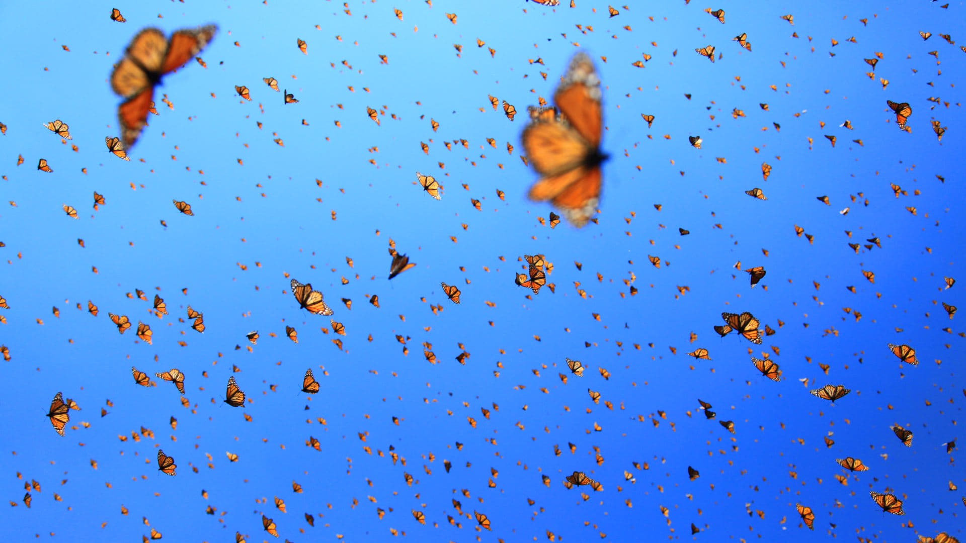 Foto de FLIGHT OF THE BUTTERFLIES