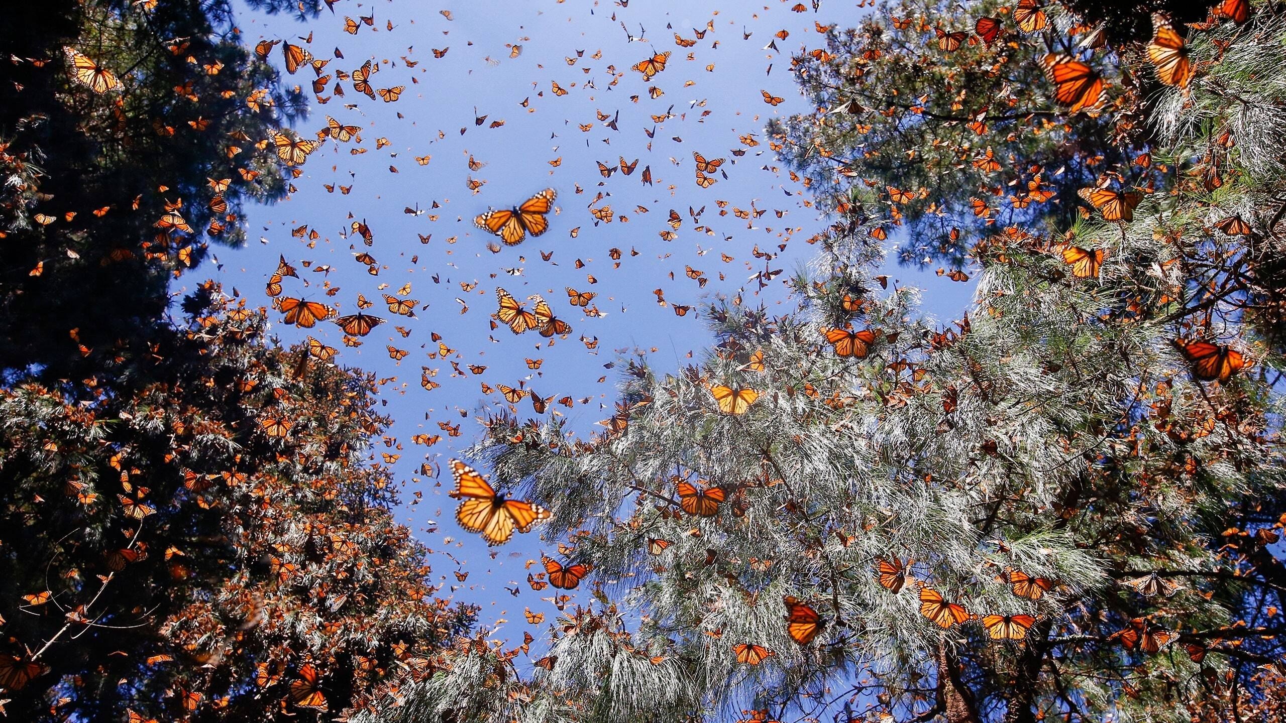 Foto de FLIGHT OF THE BUTTERFLIES
