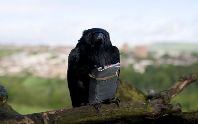 Foto de FOUR LIONS