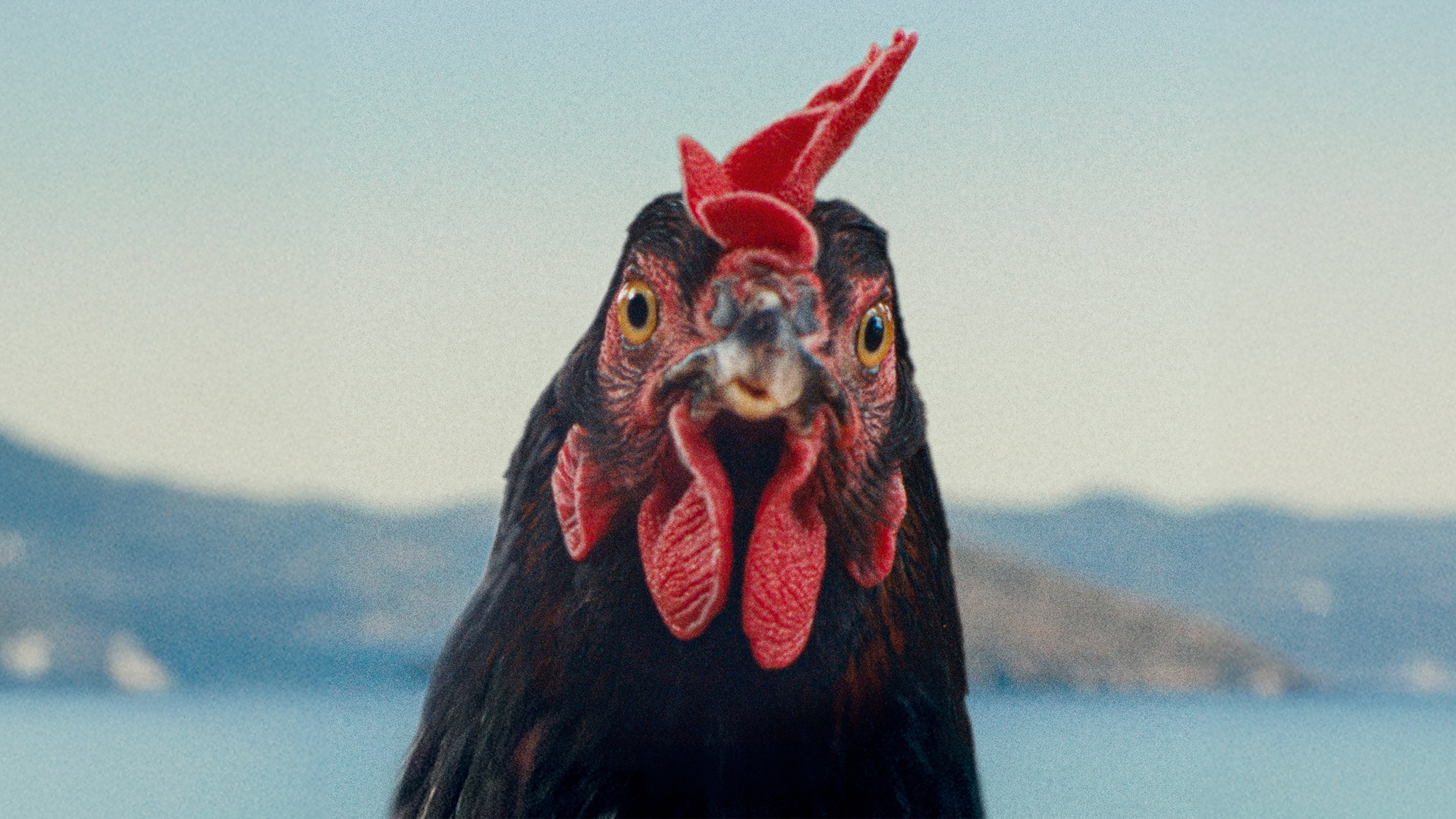 Foto de HEN