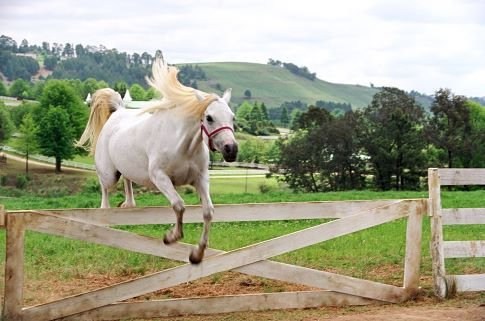 Foto de HÉROE A RAYAS