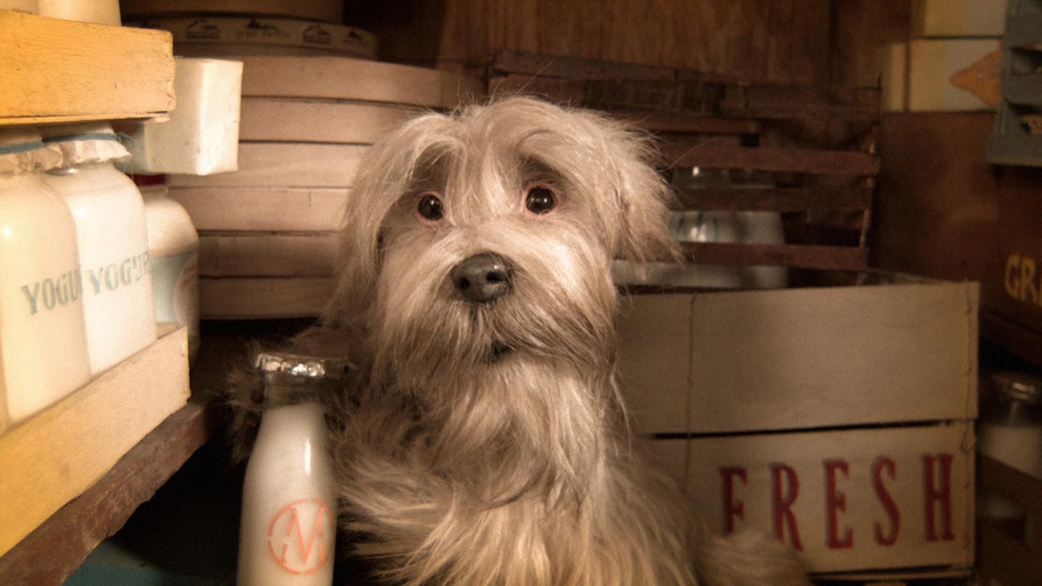 Foto de HIGGLETY PIGGLETY POP! OR THERE MUST BE MORE TO LIFE