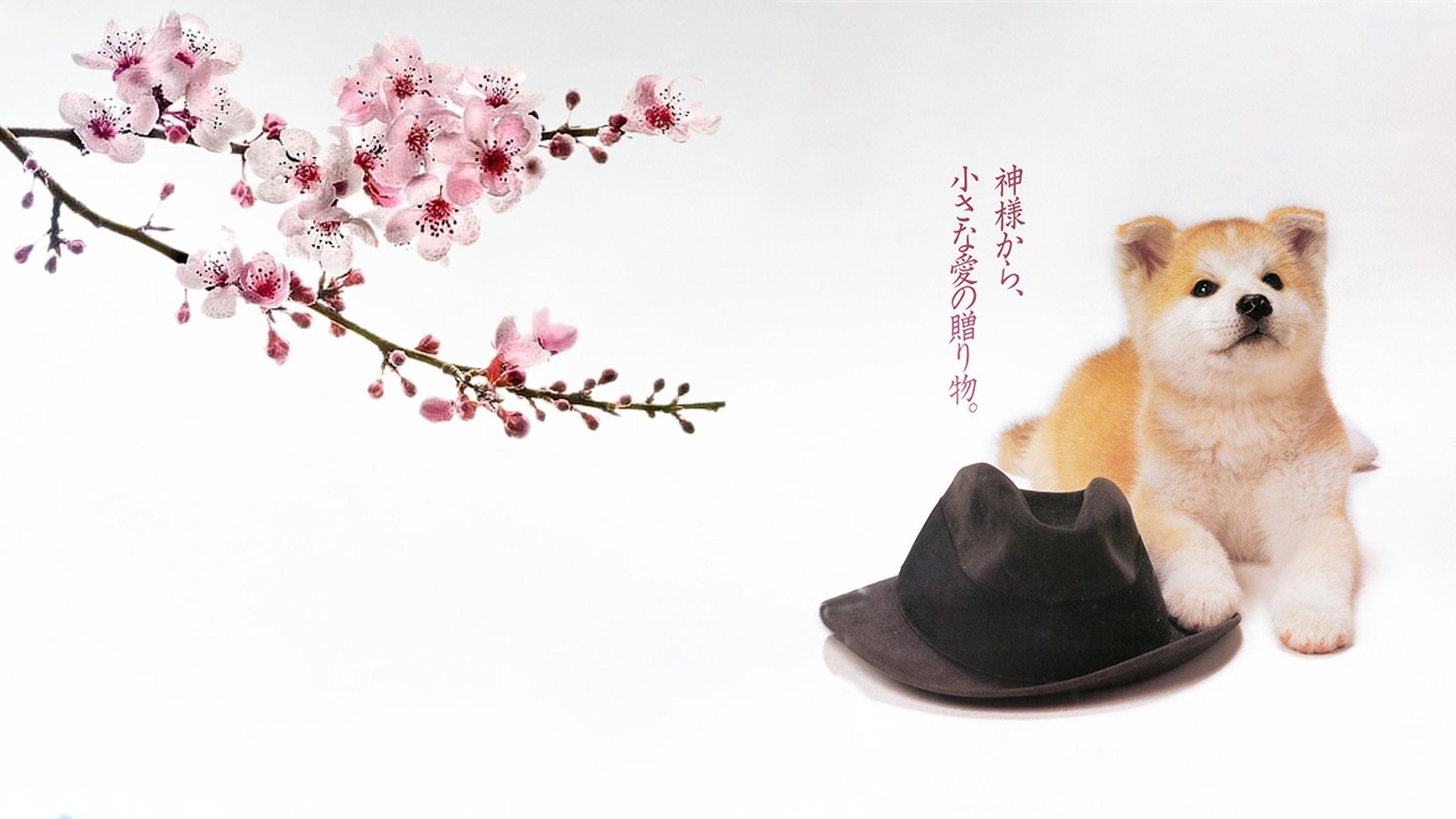 Foto de HISTORIA DE HACHIKO