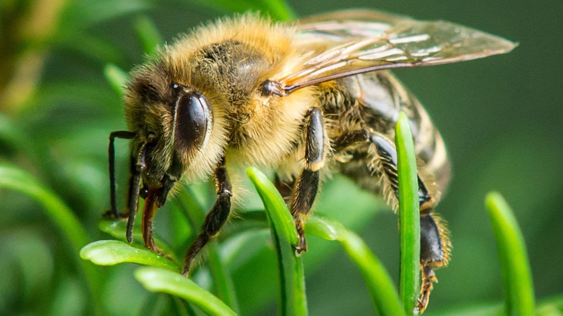 Foto de IM WALD DER WILDEN BIENEN