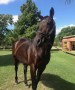 Invasor