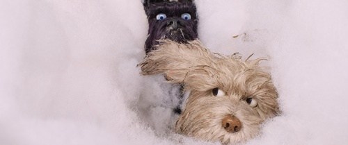 Foto de ISLA DE PERROS