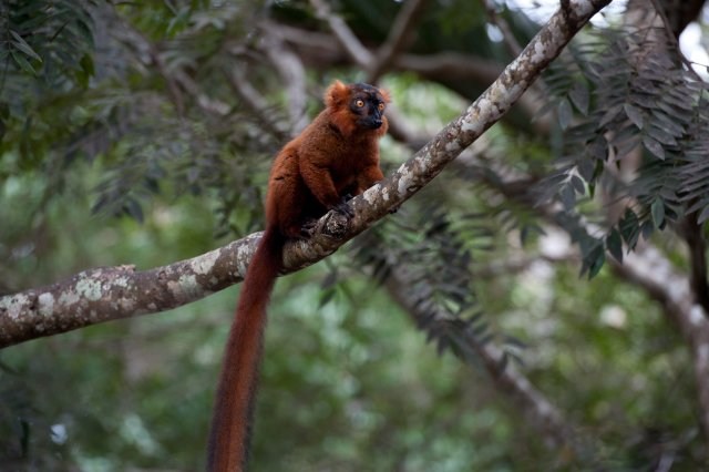 Foto de ISLAND OF LEMURS: MADAGASCAR