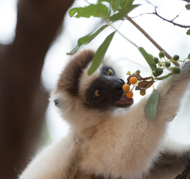 Foto de ISLAND OF LEMURS: MADAGASCAR