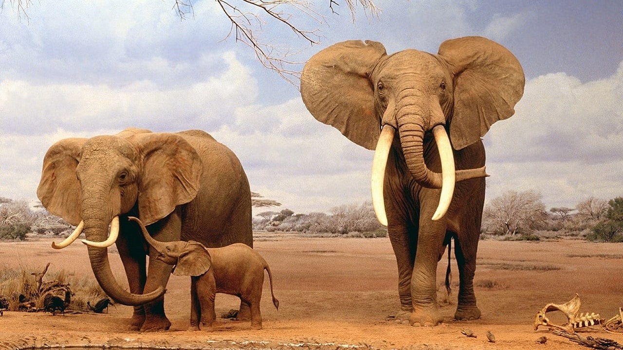 Foto de IVORY. A CRIME STORY