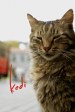 Kedi 