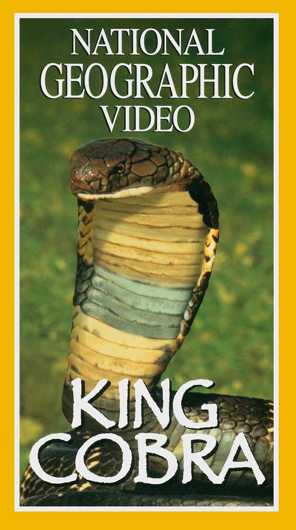 Poster de KING COBRA