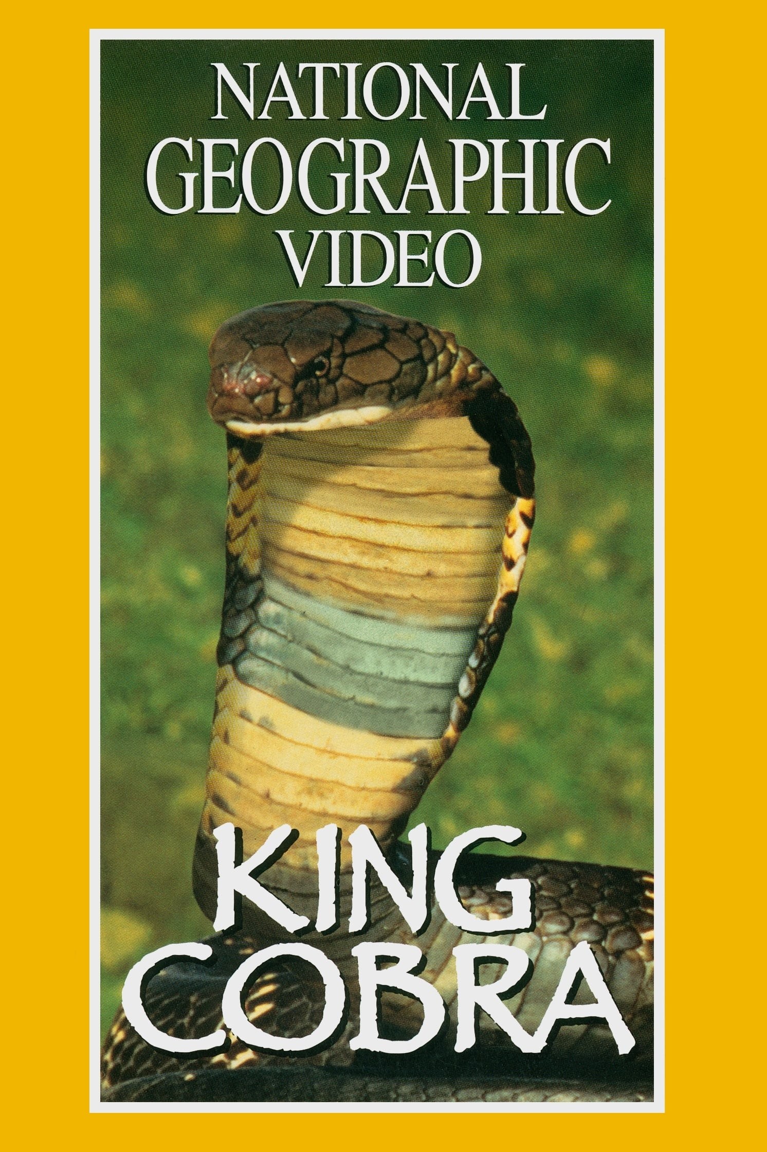 Poster de KING COBRA