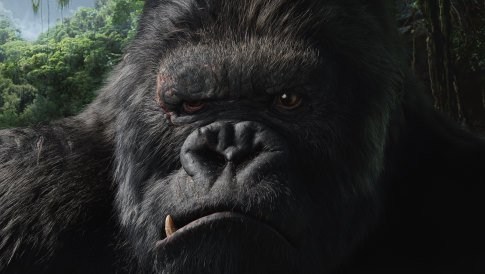 Foto de KING KONG