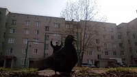 Konets veselya???