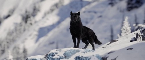 Foto de LA LLAMADA DE LO SALVAJE
