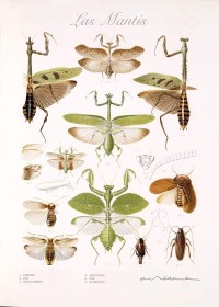 Las Mantis